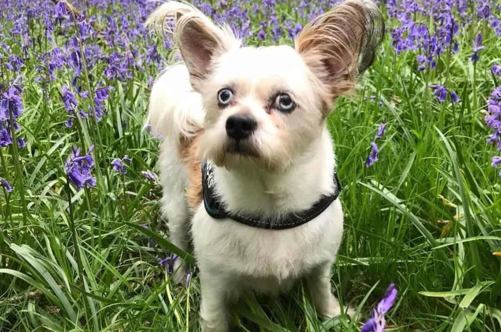 Chi Apso Lhasa Apso X Chihuahua