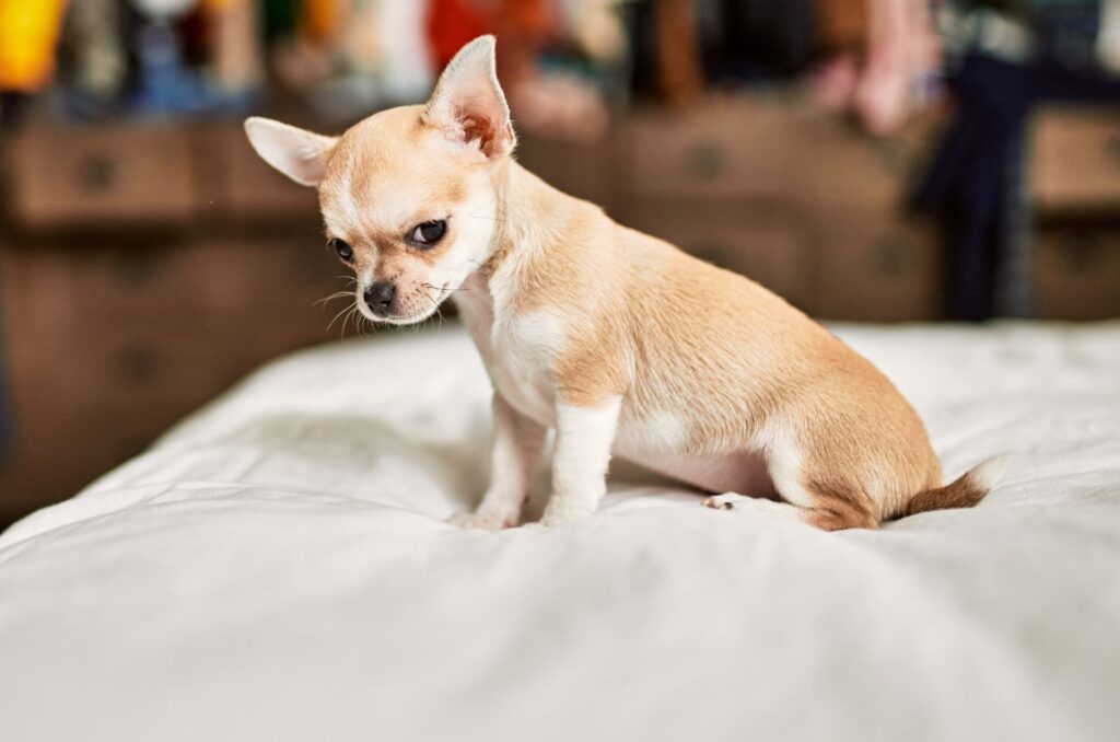 Chihuahua