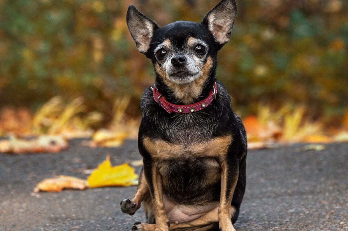 Talkative Dogs 10 Most Talkative Dog Breeds That Love To Bark And Always Have ...