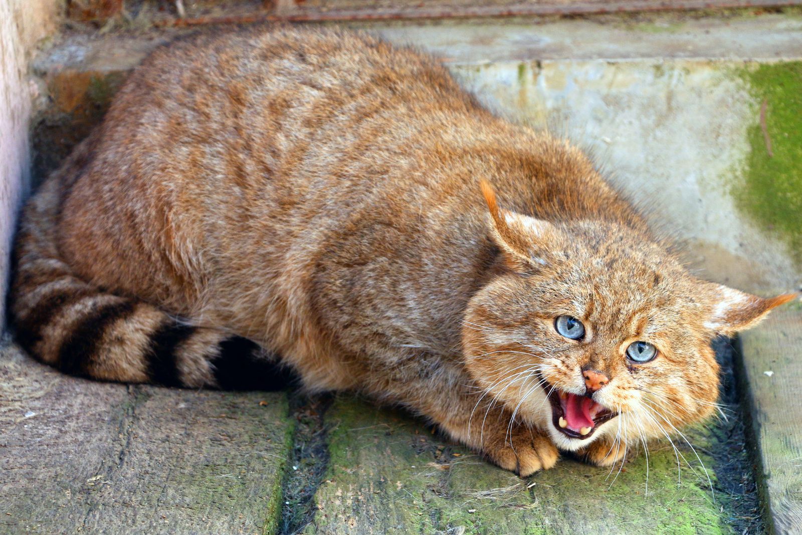 Chinese Mountain Cat