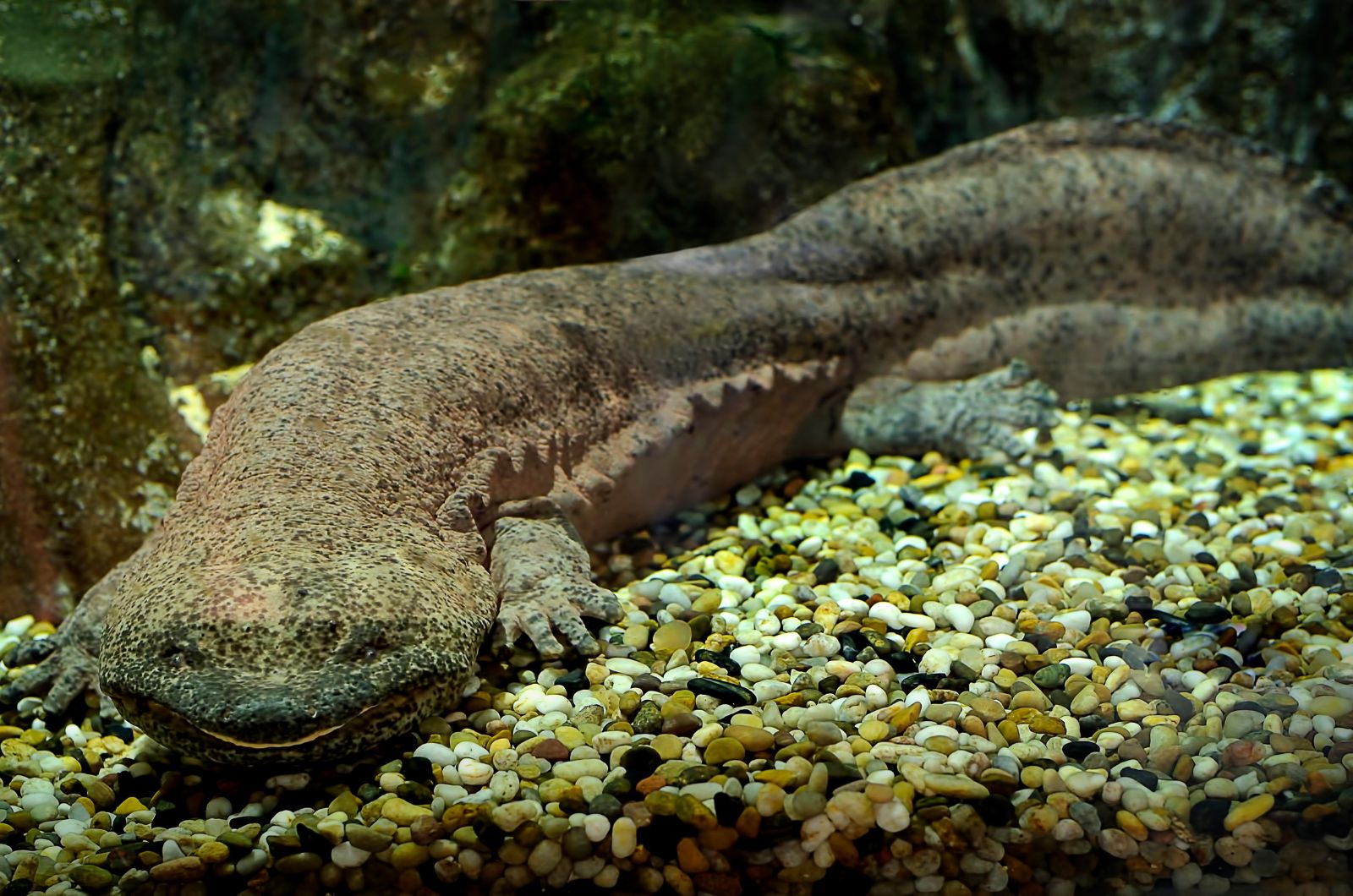 Chinese Salamander