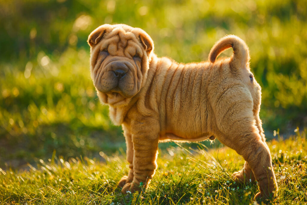 Chinese Shar Pei