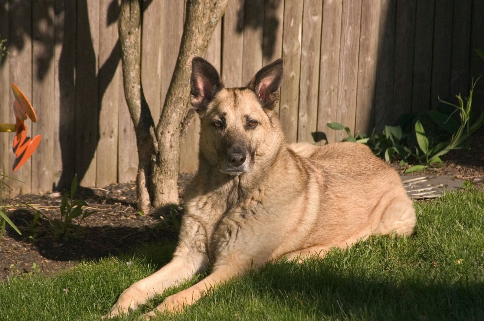 Chinook