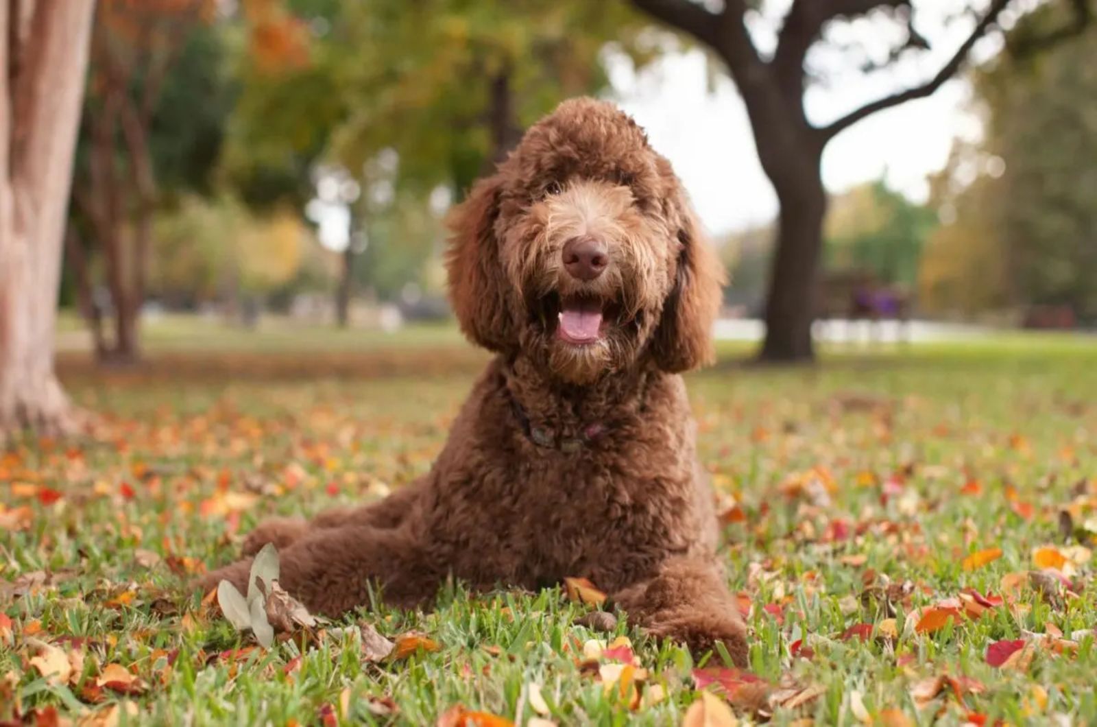 Chocolate Labradoodle