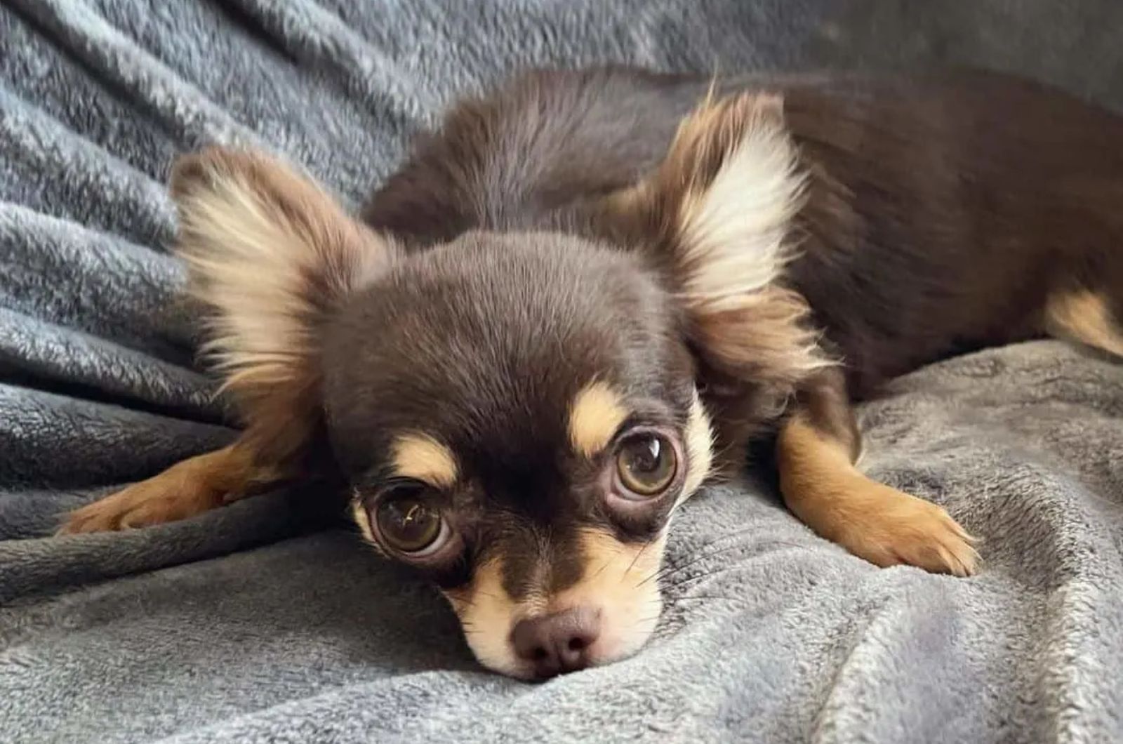 Chocolate Tan Chihuahua