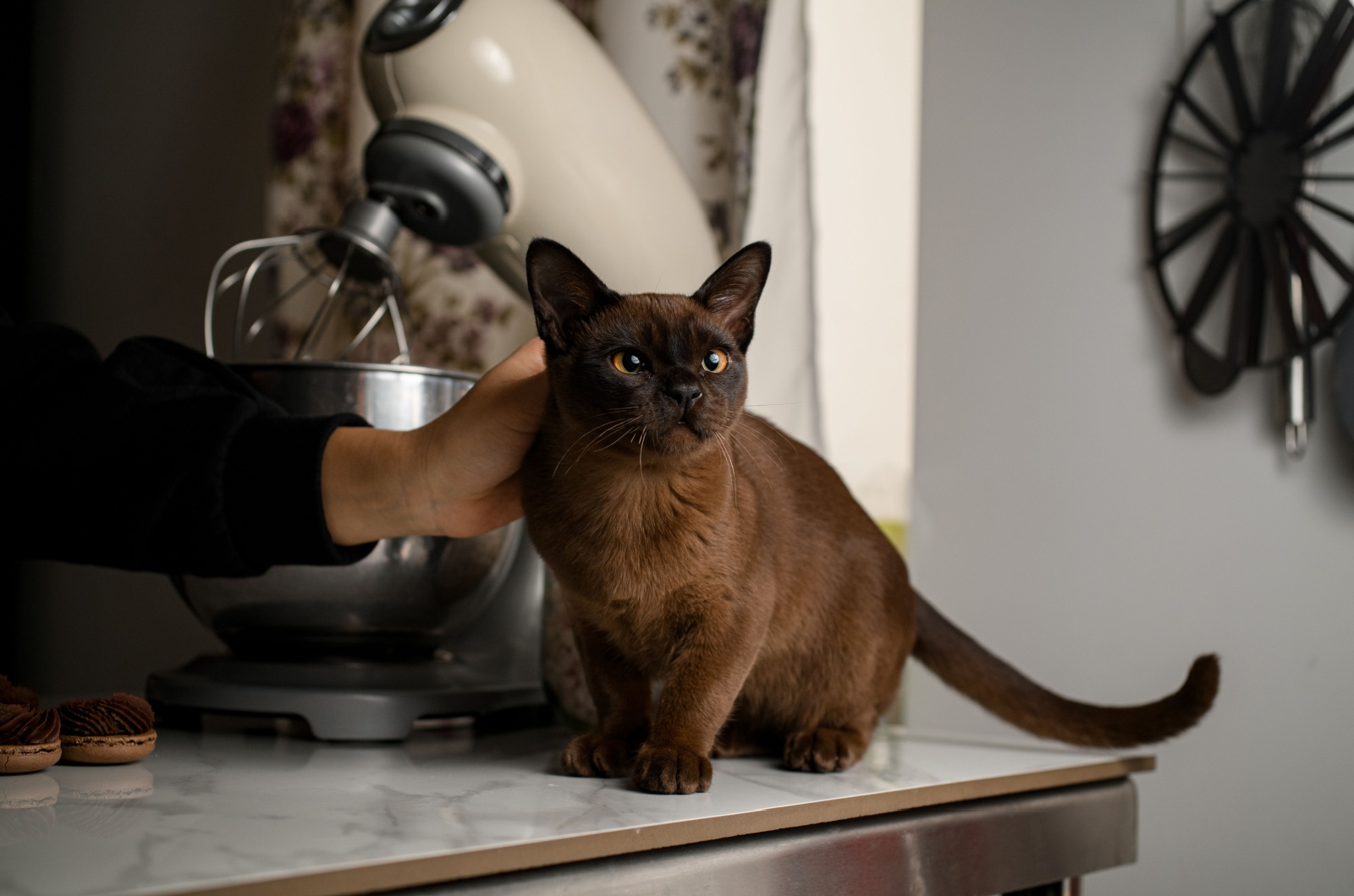 Chocolate color cat