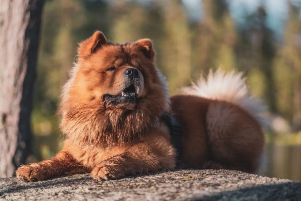 Chow Chow