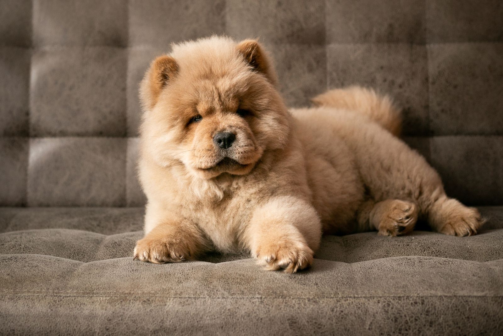 Chow Chow