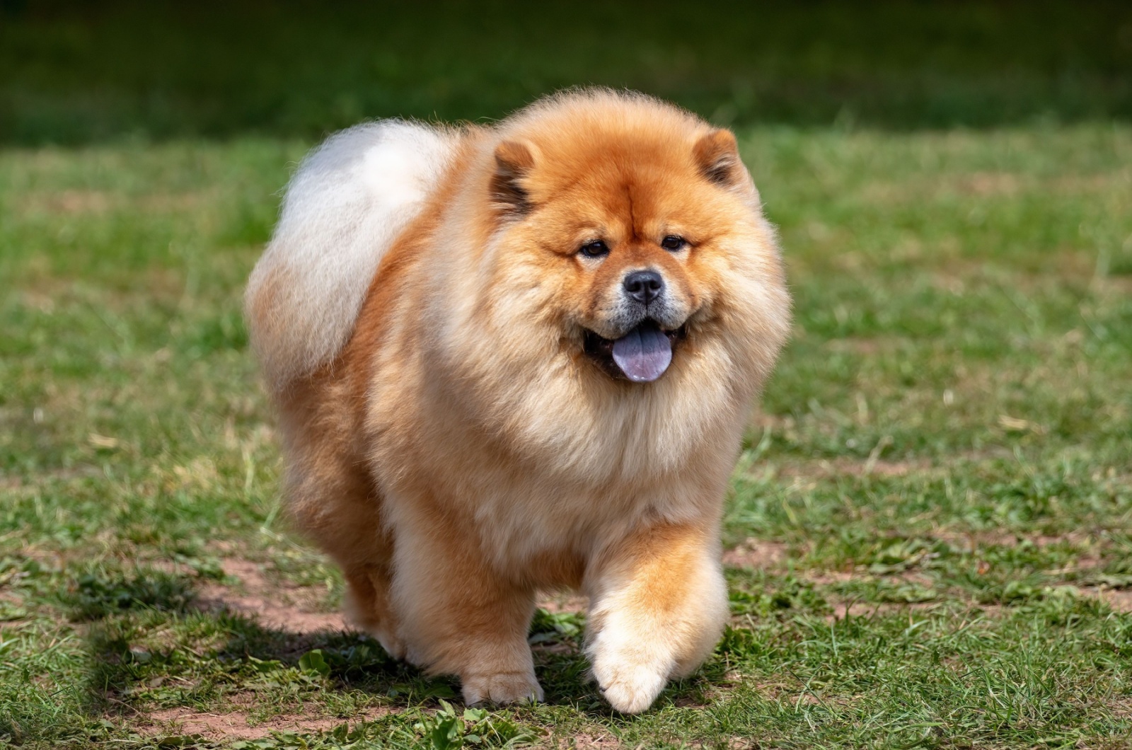 Chow Chow dog