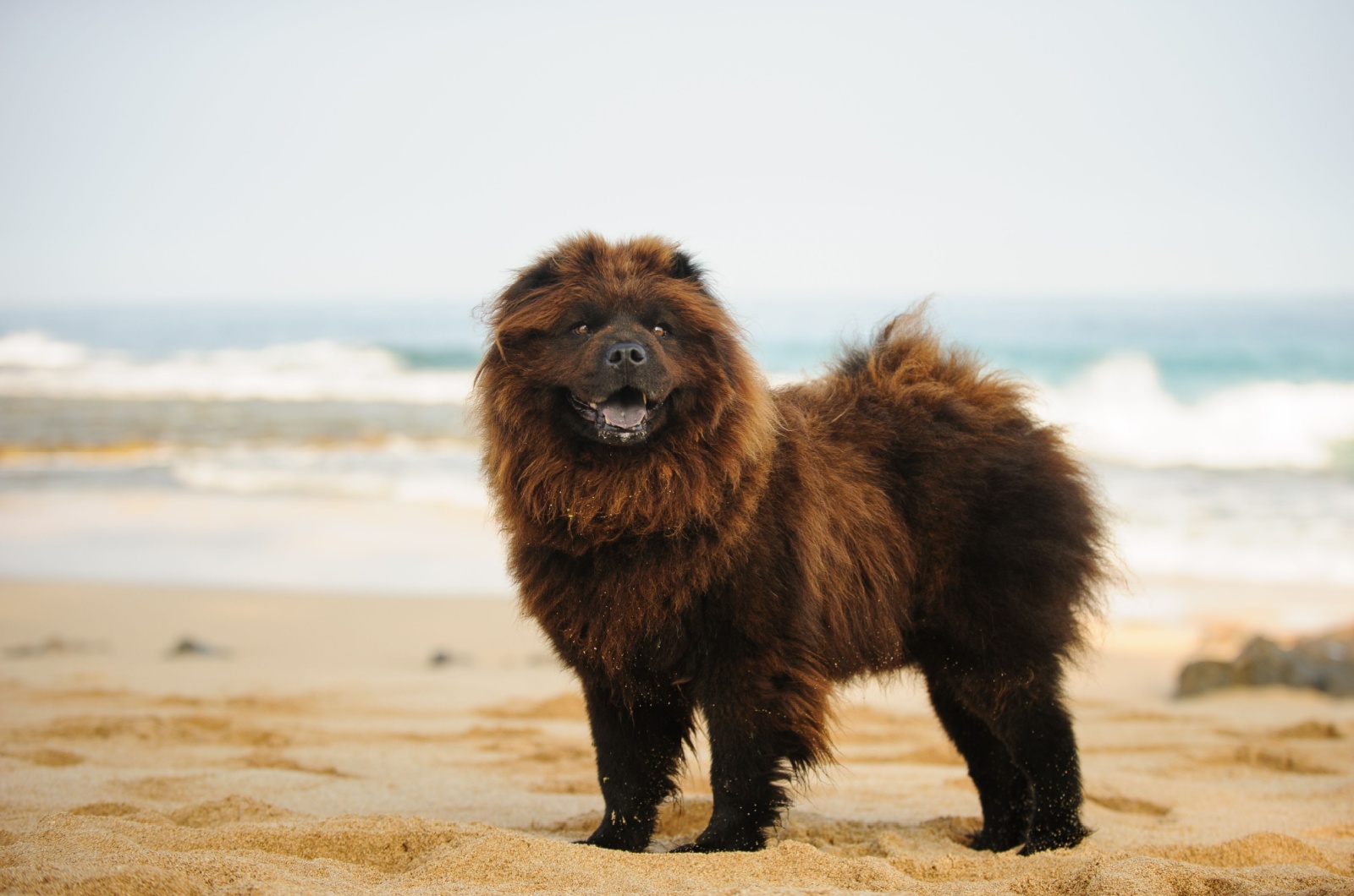 Chow Chow on a beach