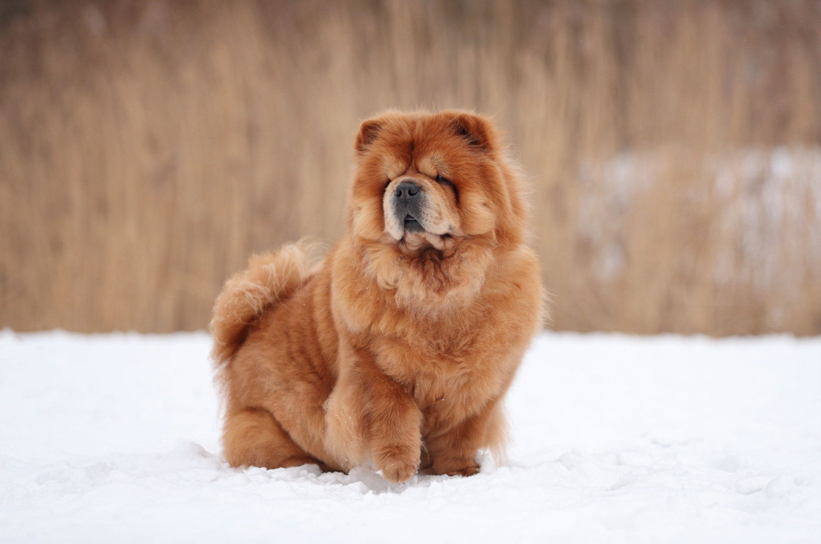 Chow Chow on snow