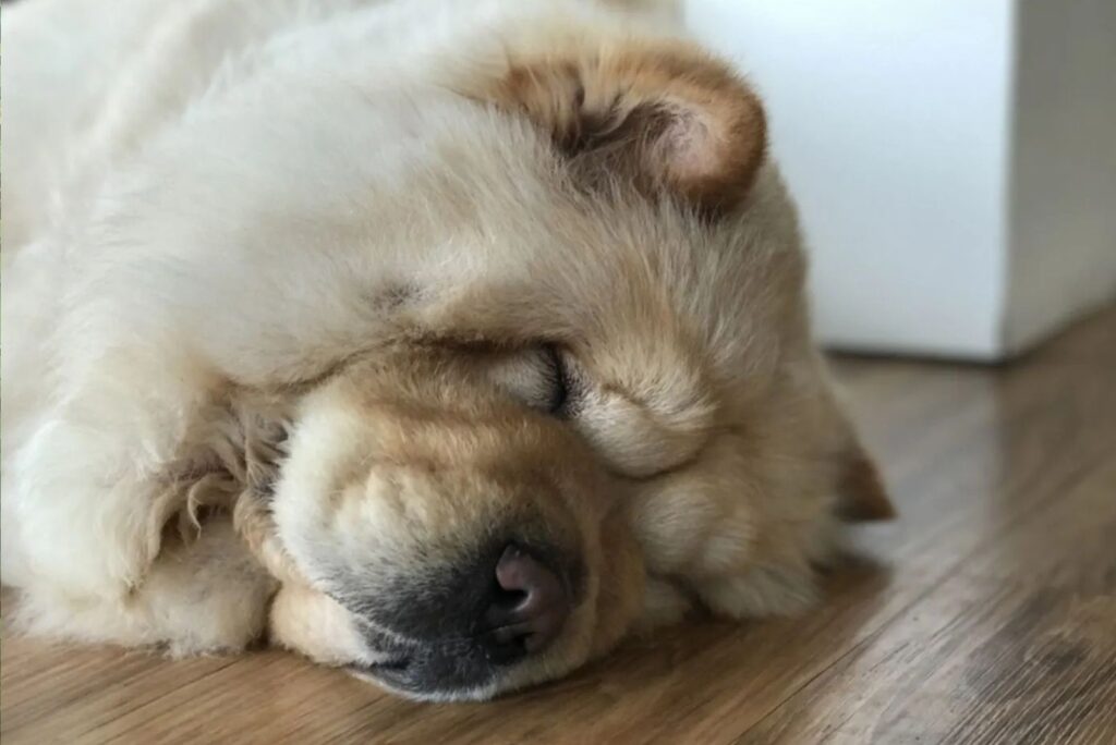 Chow Chow sleeps on laminate