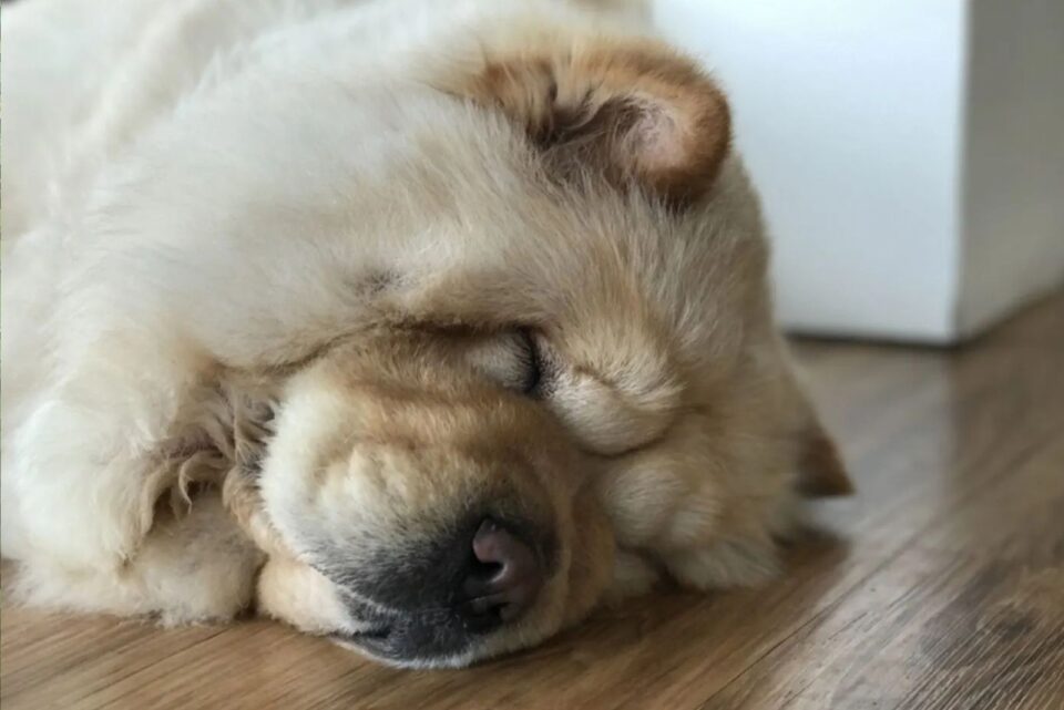 16 Dog Breeds That Love Their Sleep: Ranked From Least Sleepy To Most ...