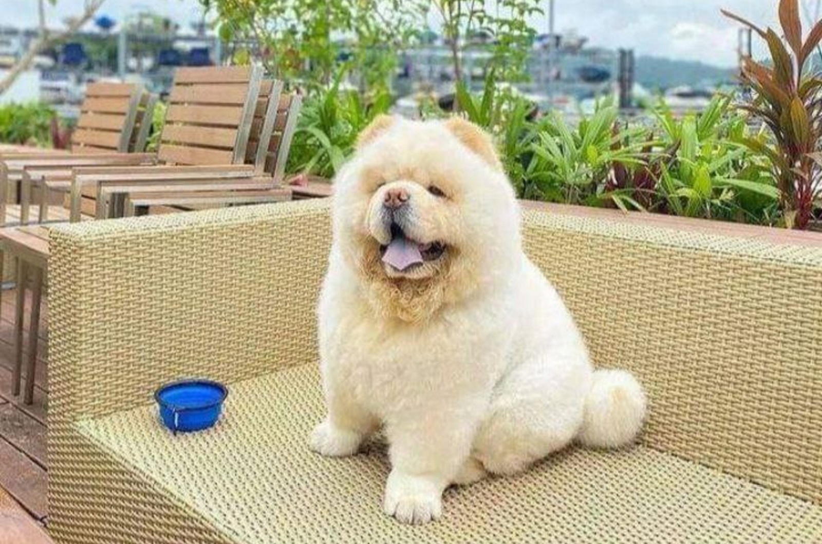 Chow Chow