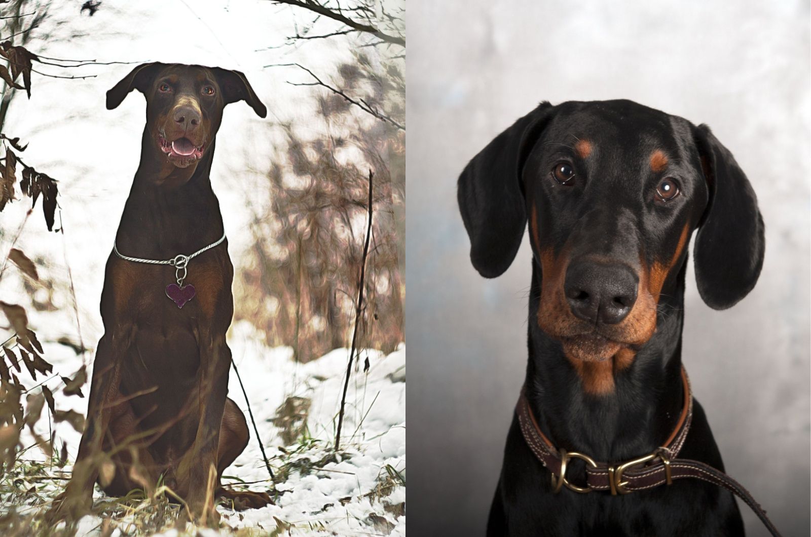 Close view of cute Dobermans