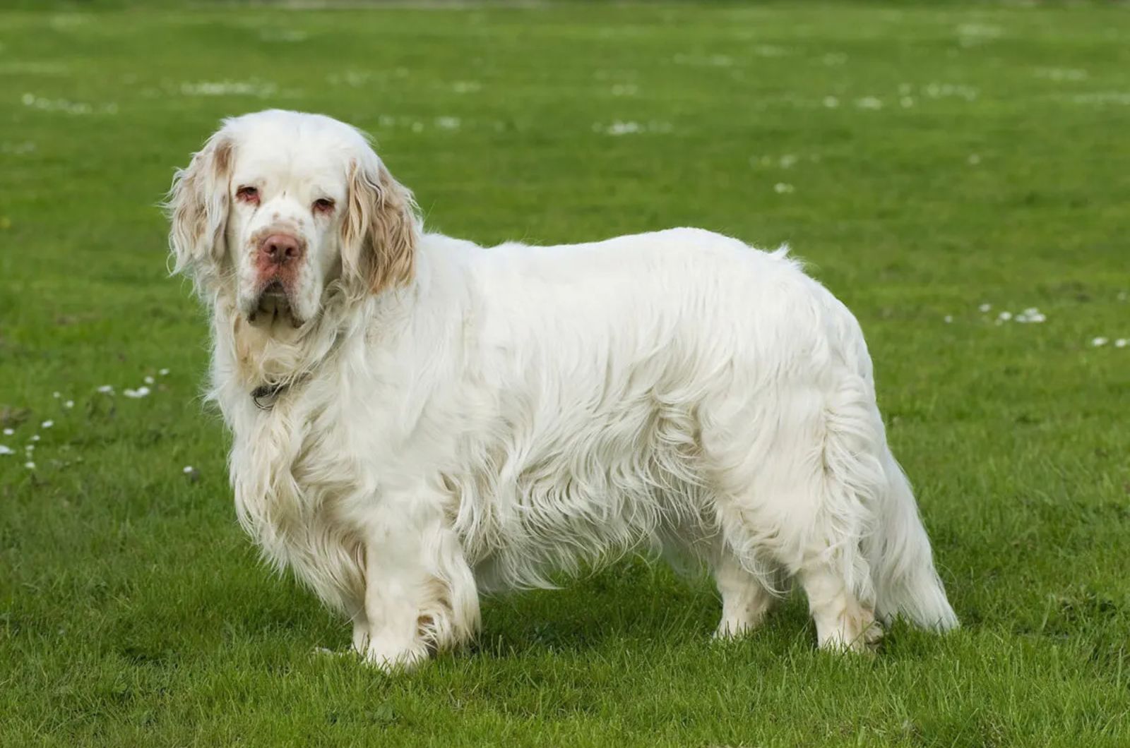 Clumber Spaniel