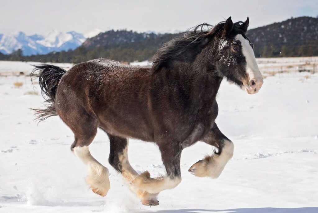 Clydesdale