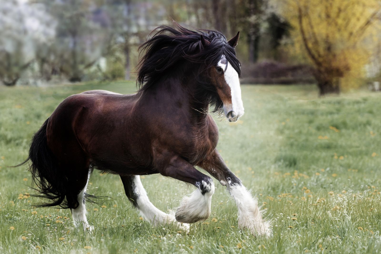 Clydesdale