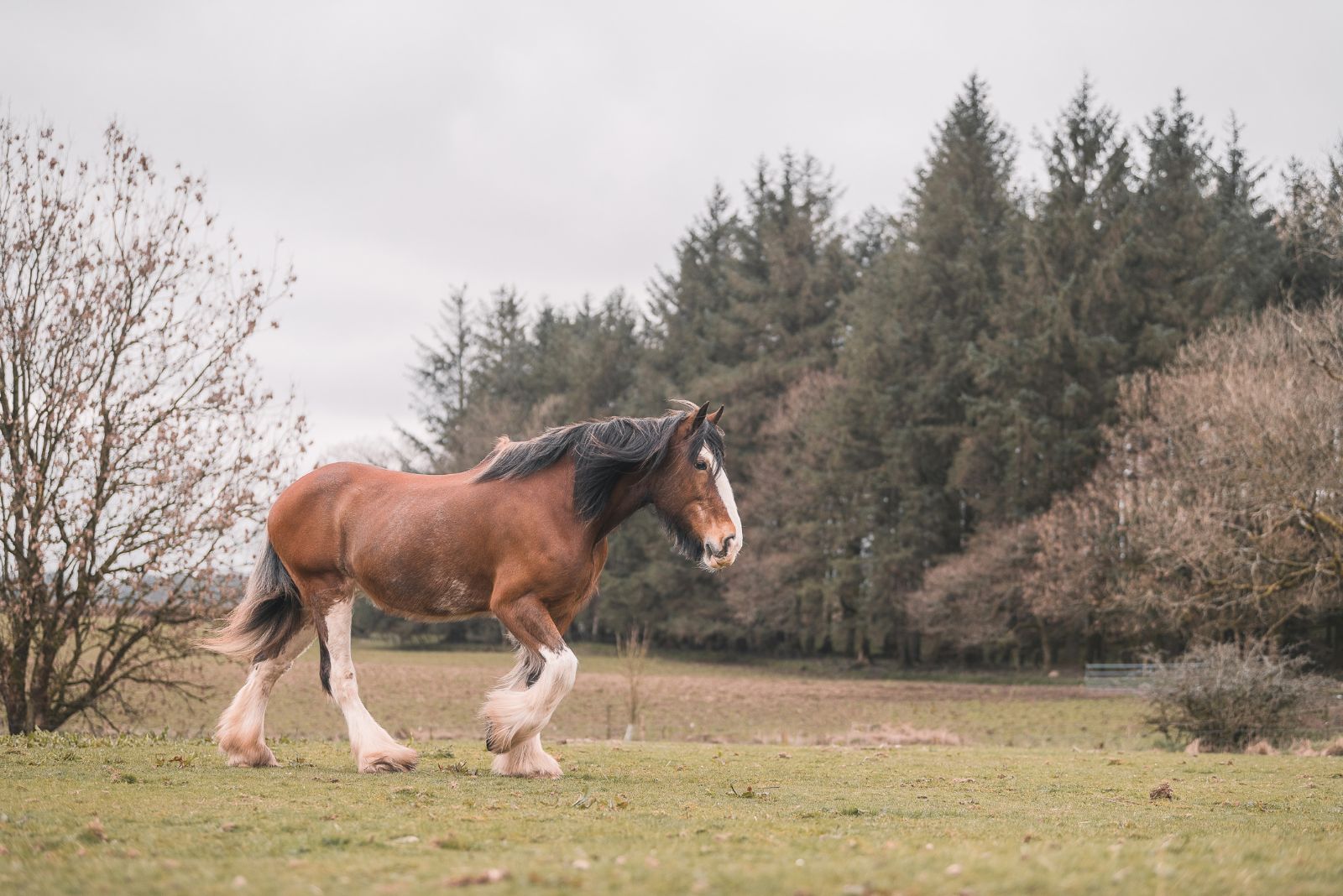 Clydesdale horse