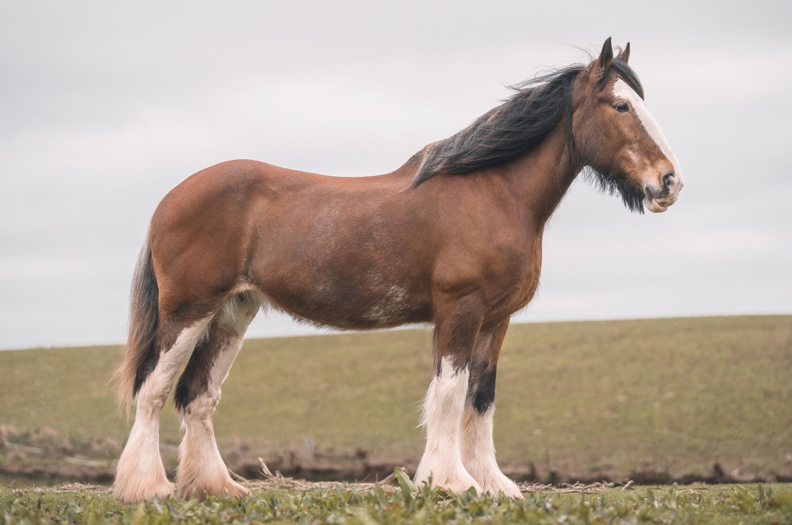 Clydesdale