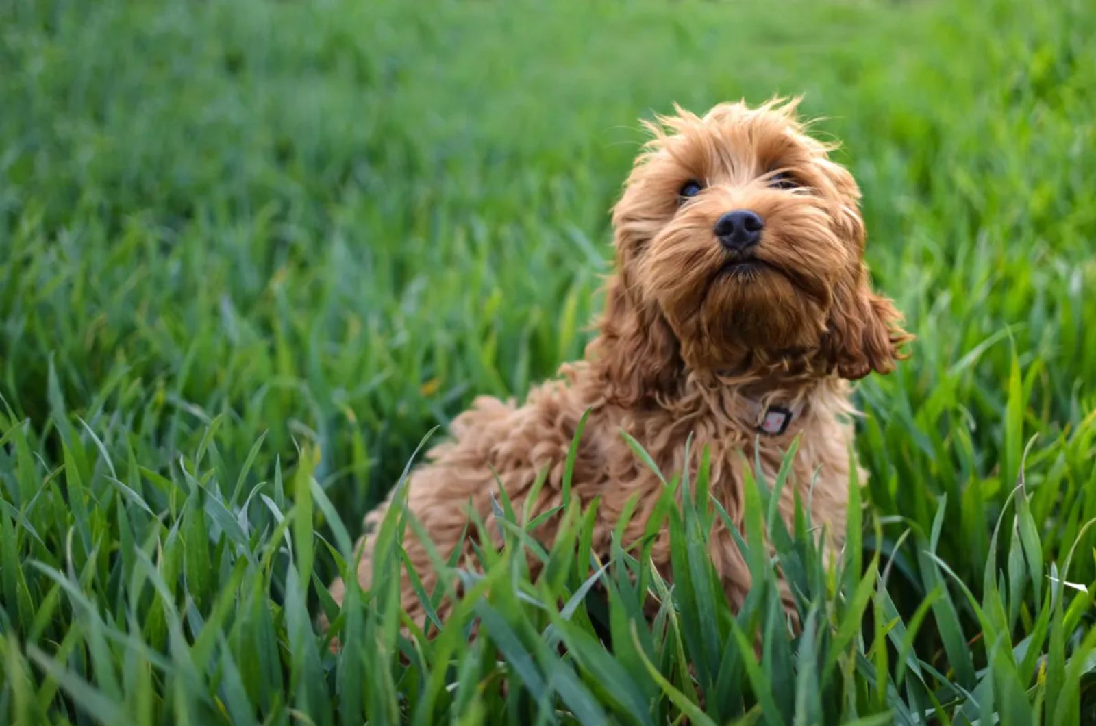 Cockapoo