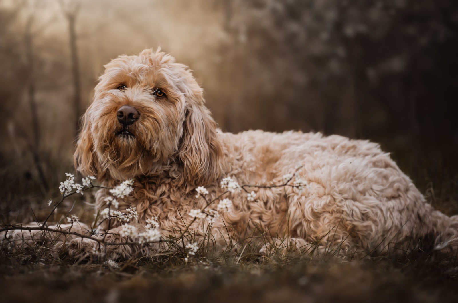 Cockapoo