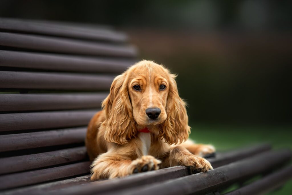 Cocker Spaniel