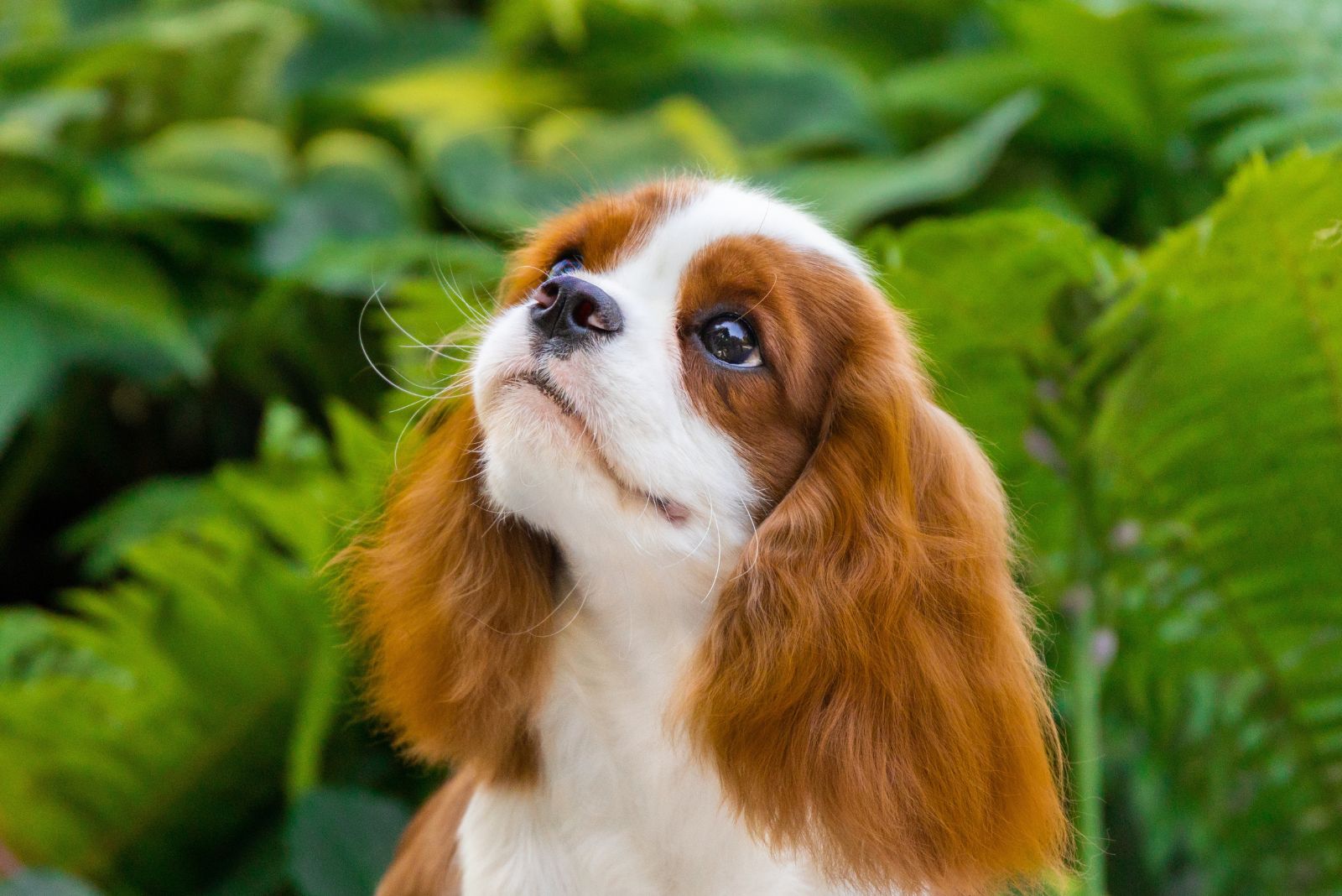 Cocker Spaniel