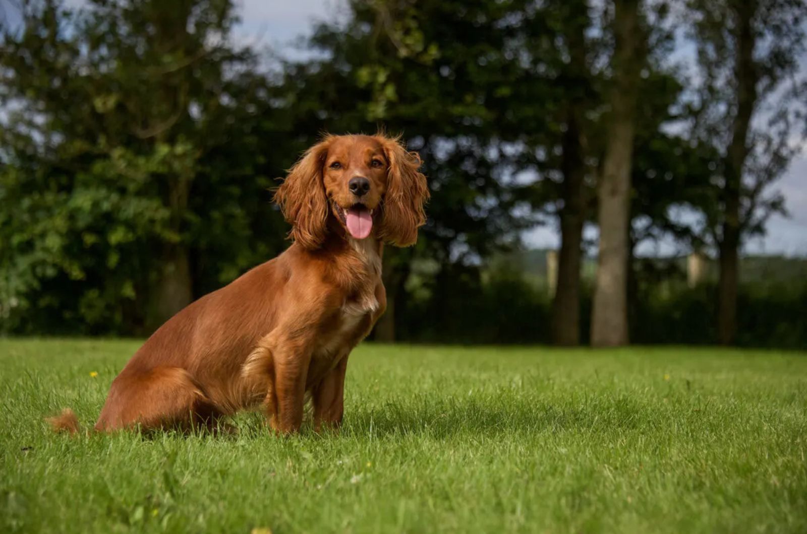 Cocker Spaniel