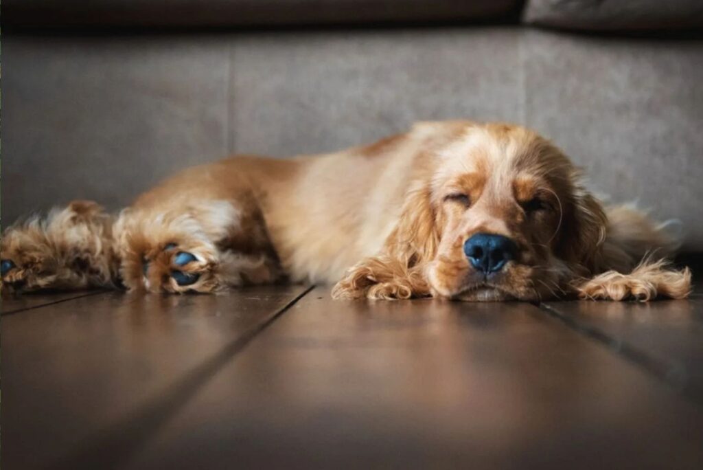 Cocker Spaniel Sleeps