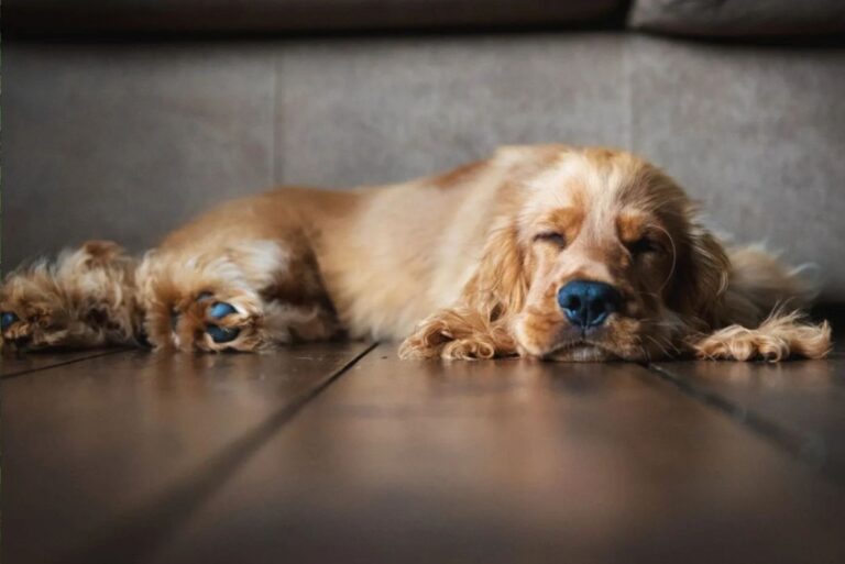 16 Dog Breeds That Love Their Sleep: Ranked From Least Sleepy To Most ... - Cocoa And Dog Sleep Patterns