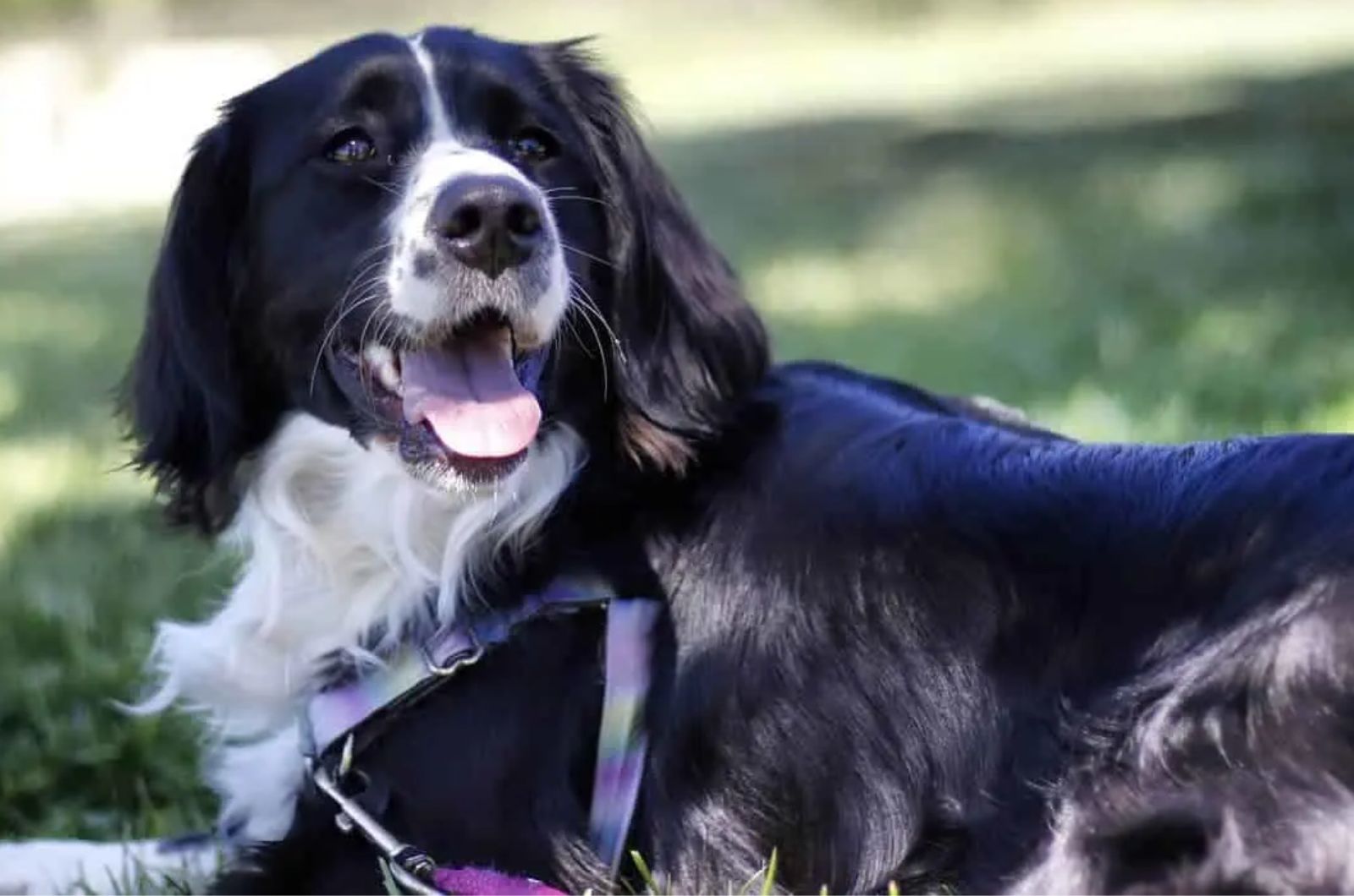 Cocker Spaniel X Bernese Mountain Dog Mix