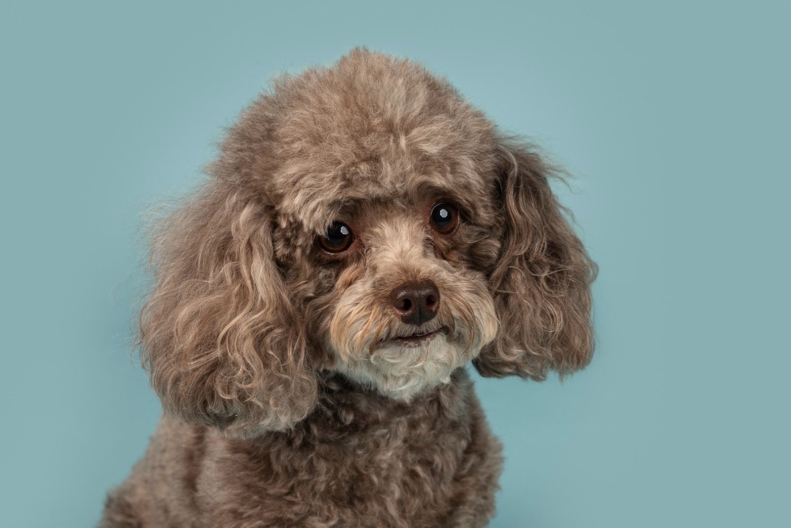 Cocker Spaniel X Poodle