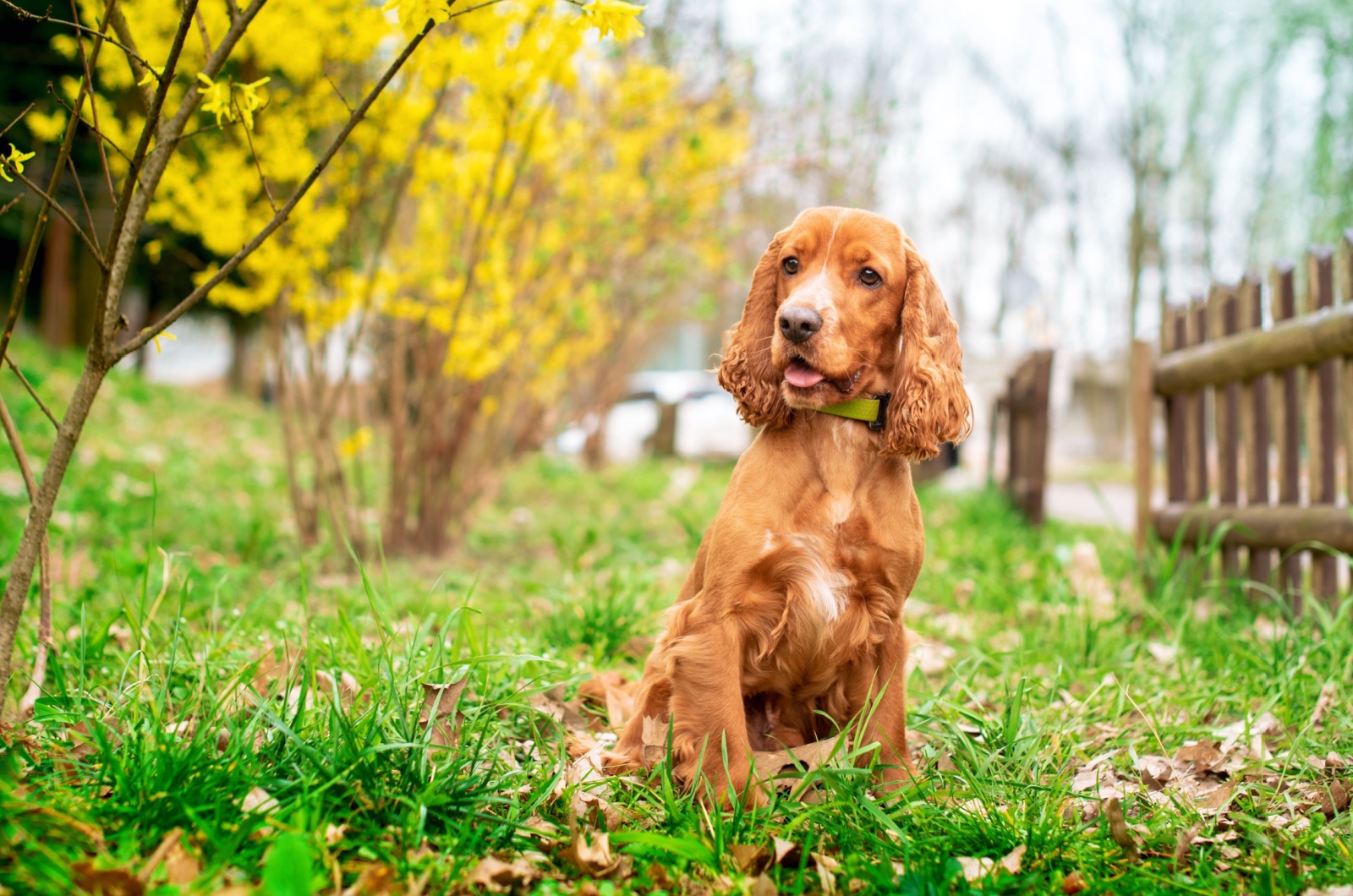 Cocker Spaniel