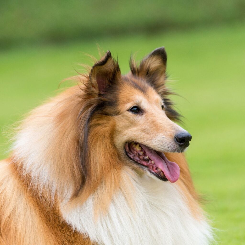 Collie