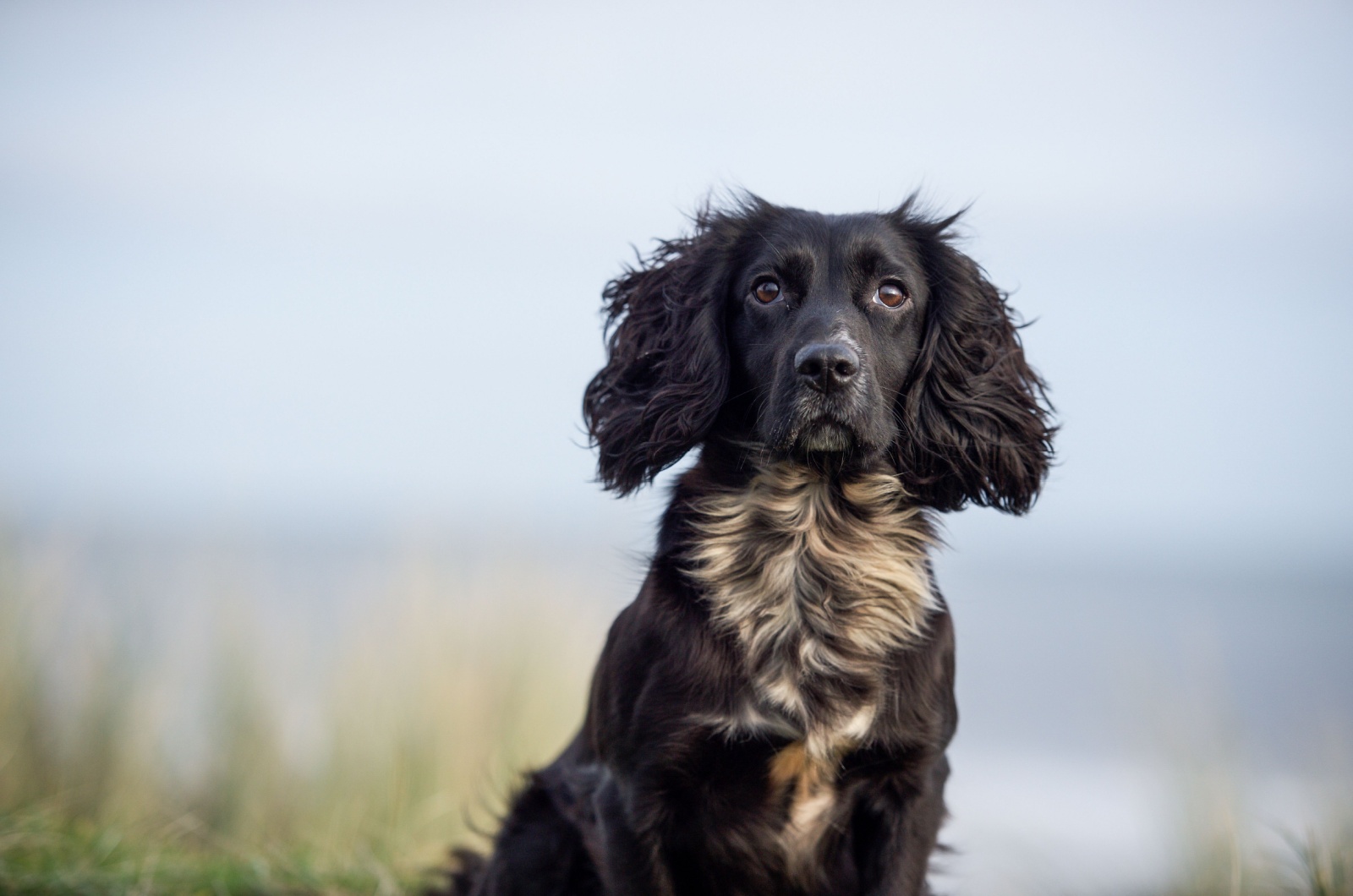 Collie Cocker