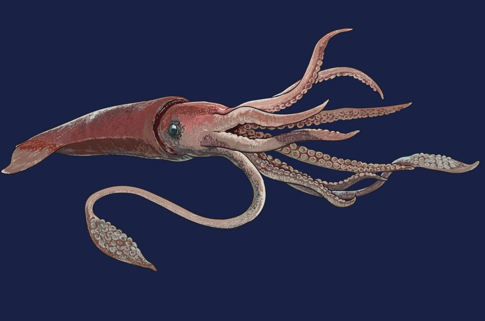 Colossal Squid