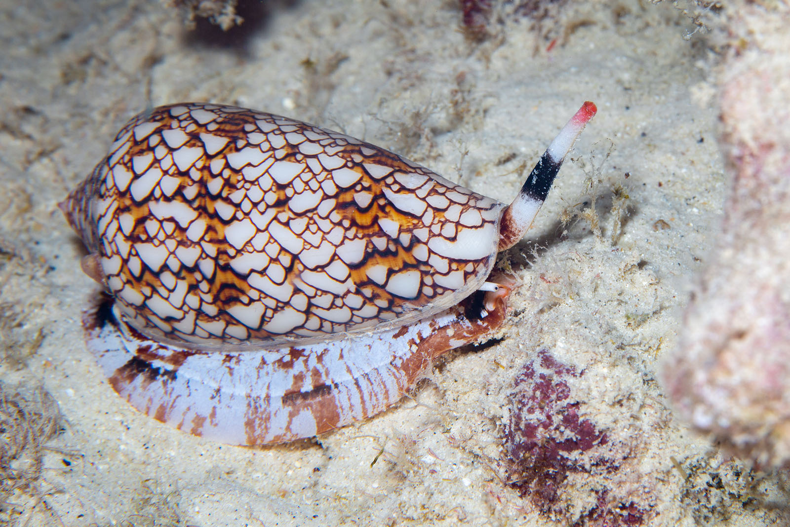 Cone Snail