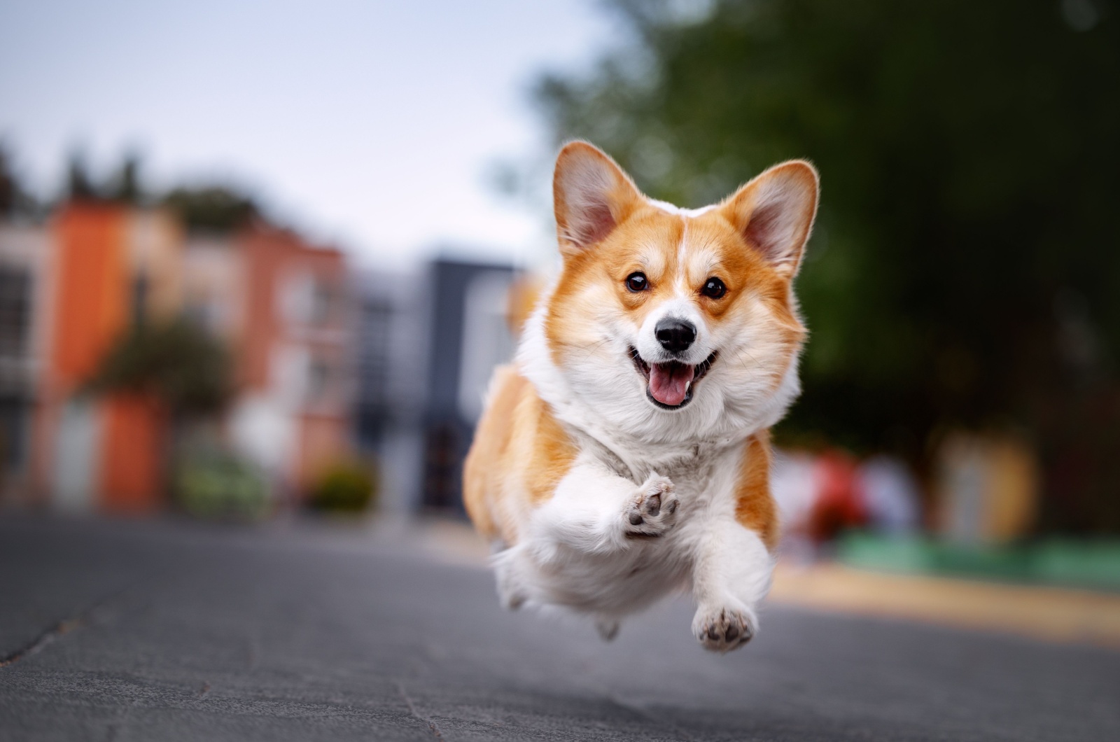 Corgi