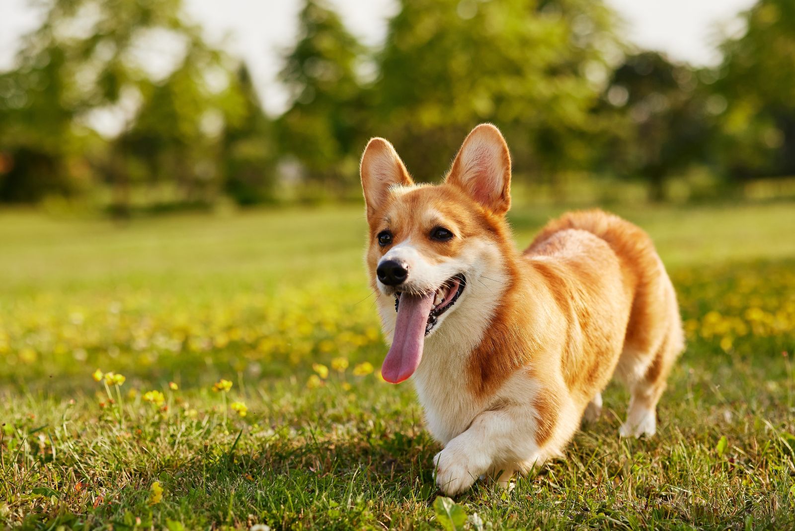 Corgi