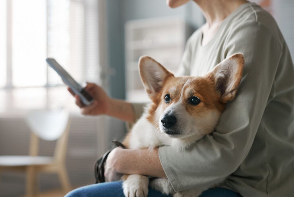 Corgi