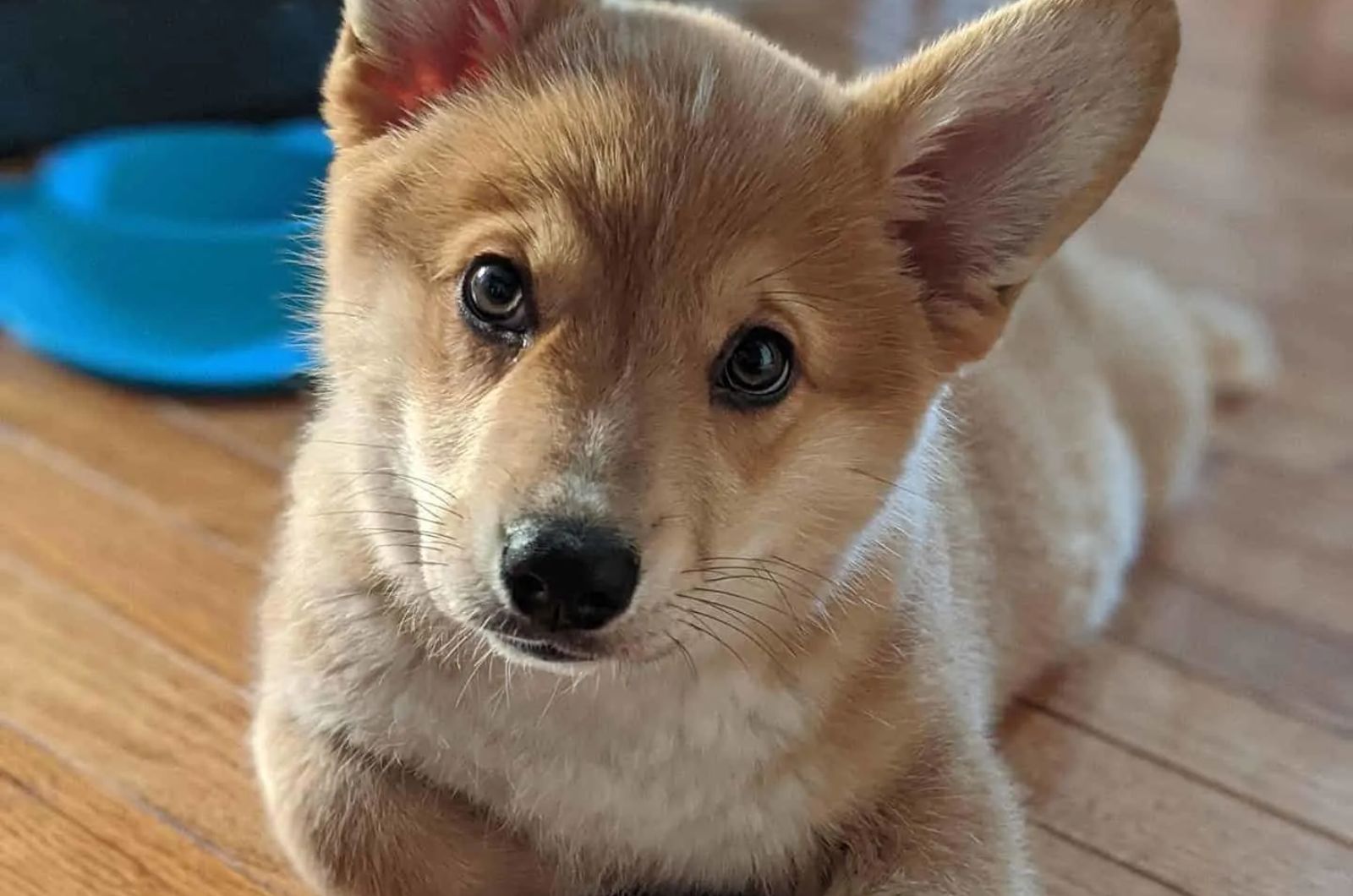 Corgi Inu