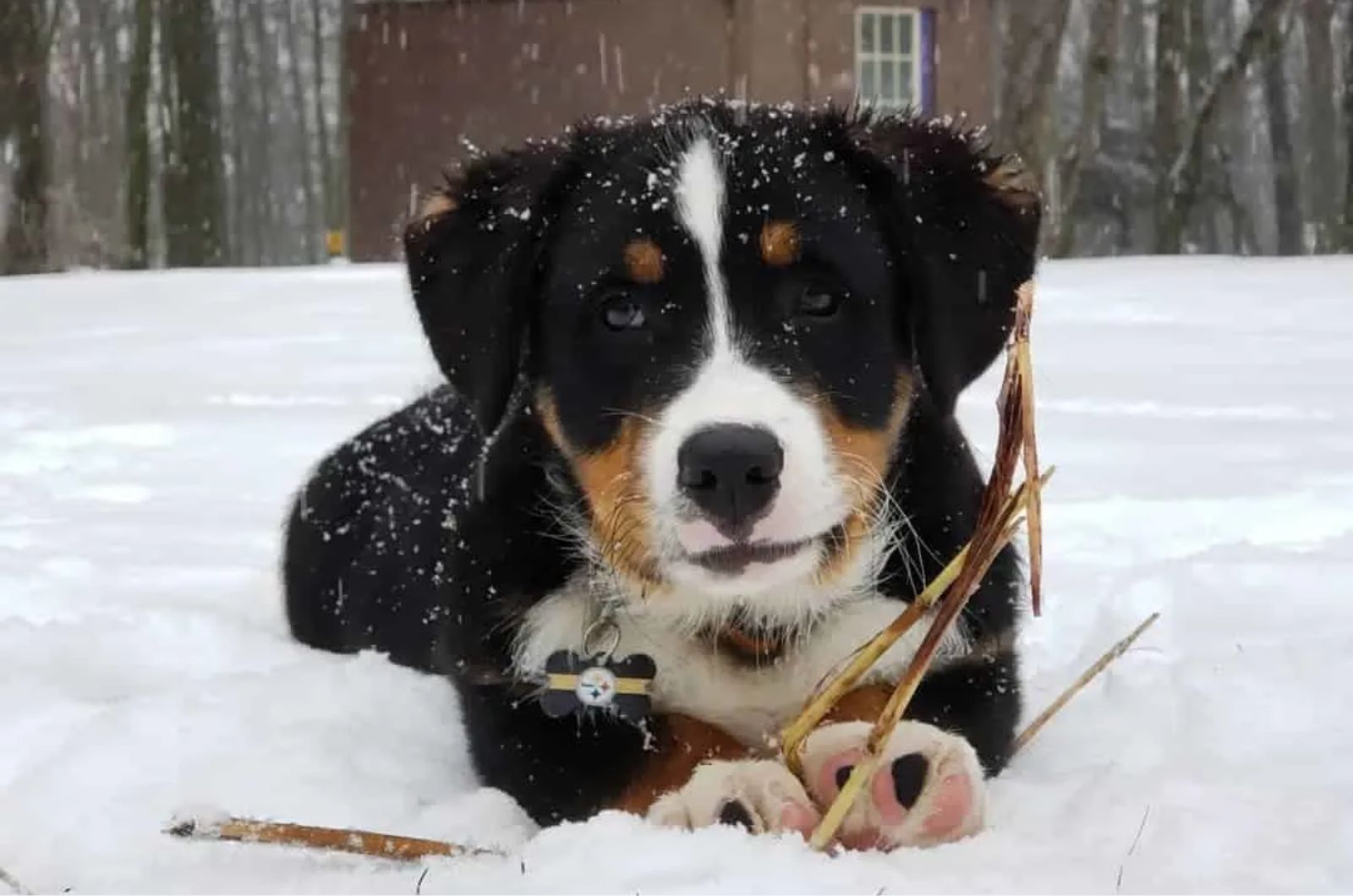 Corgi X Bernese Mountain Dog Mix