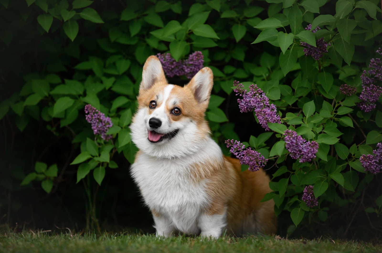 Corgi