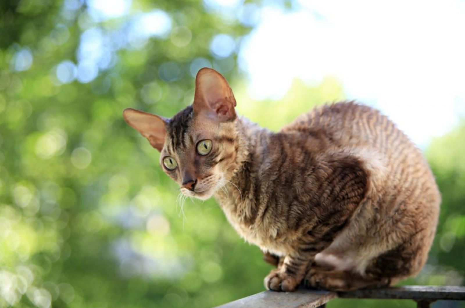 Cornish Rex cat