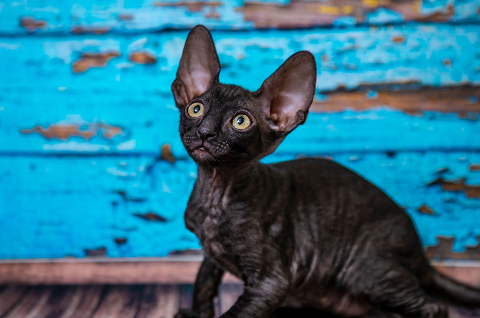 Cornish Rex kitten