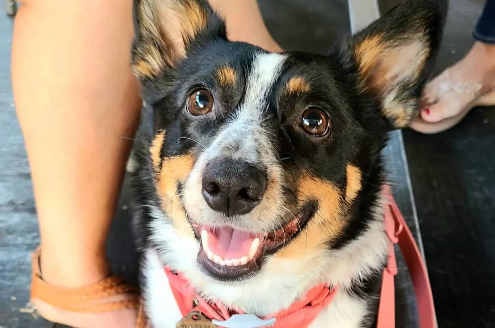 Cowboy Corgi