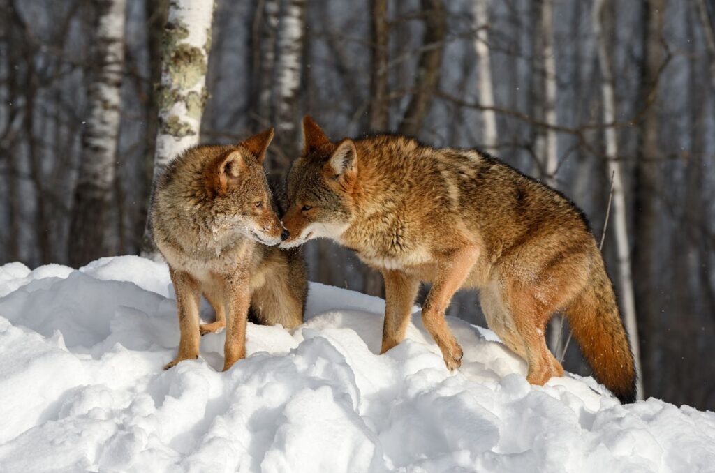 Coyotes