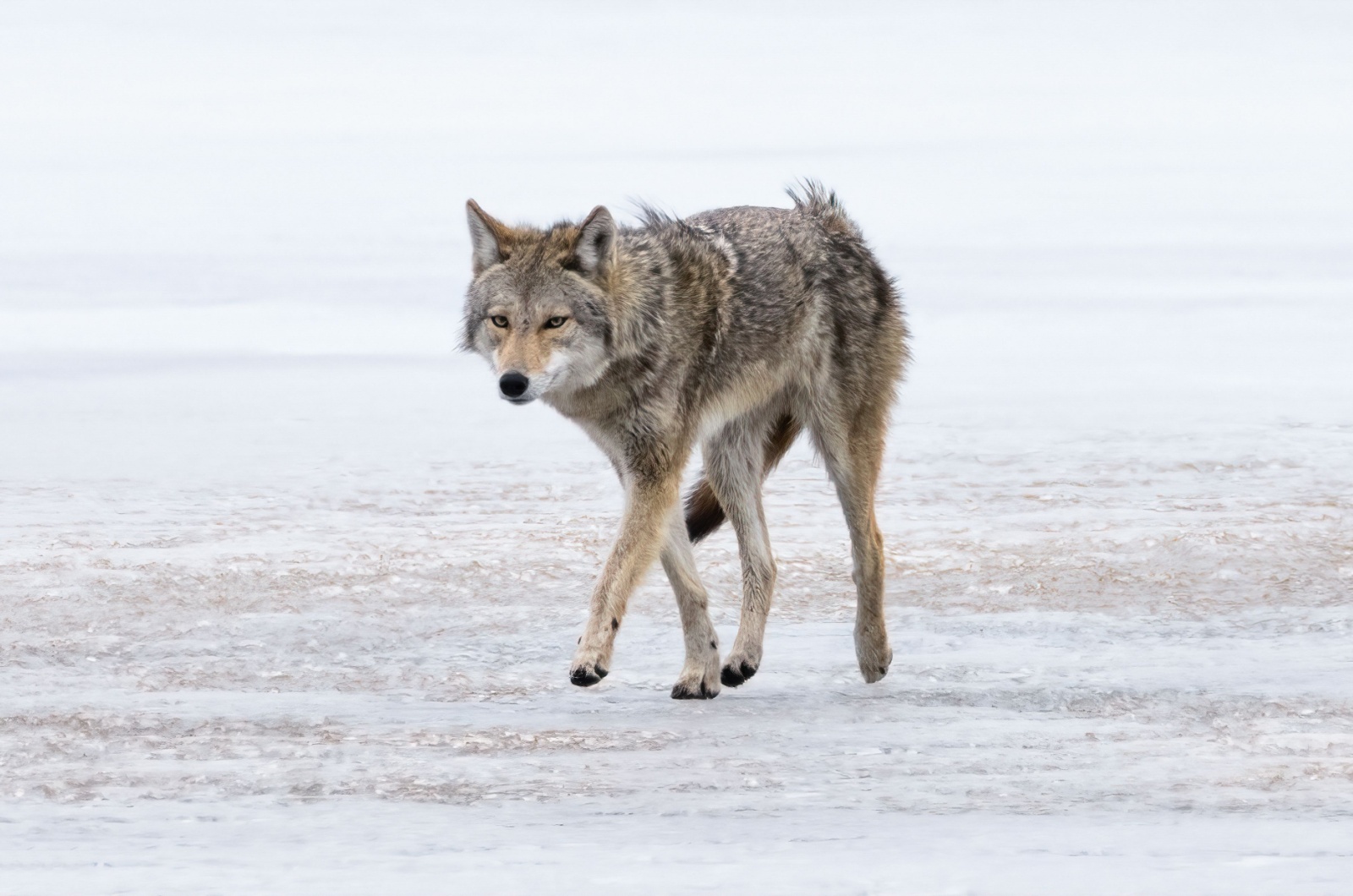 Coywolf