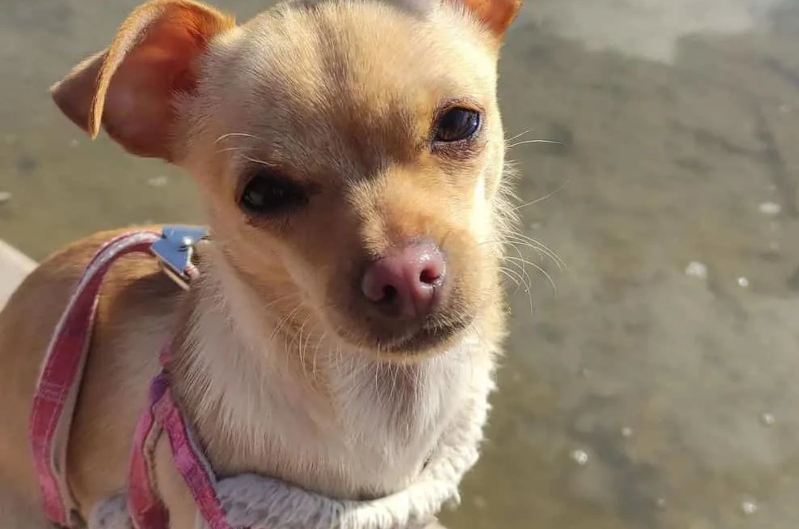 Cream Chihuahua